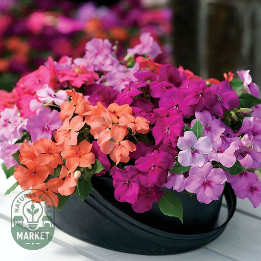Xtreme™ Utopia Mix Impatiens Seeds