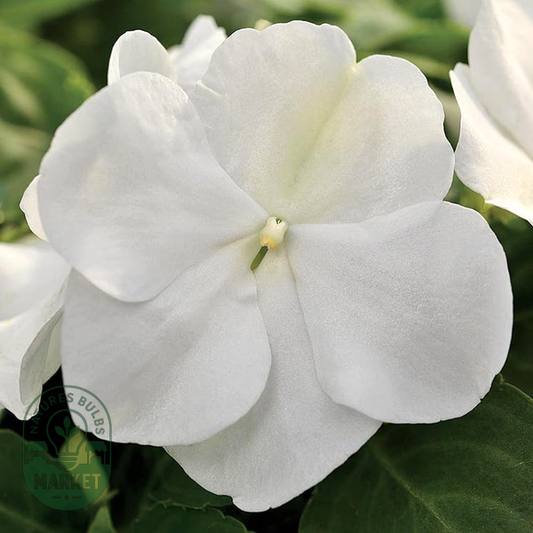 Xtreme™ White Hybrid Impatiens Seeds