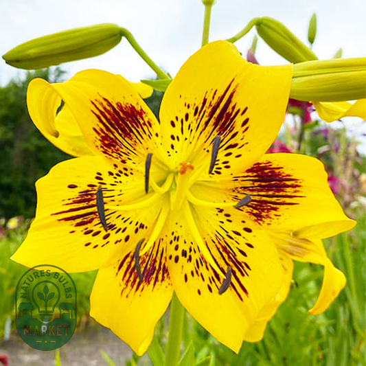 Yellow Bruse
