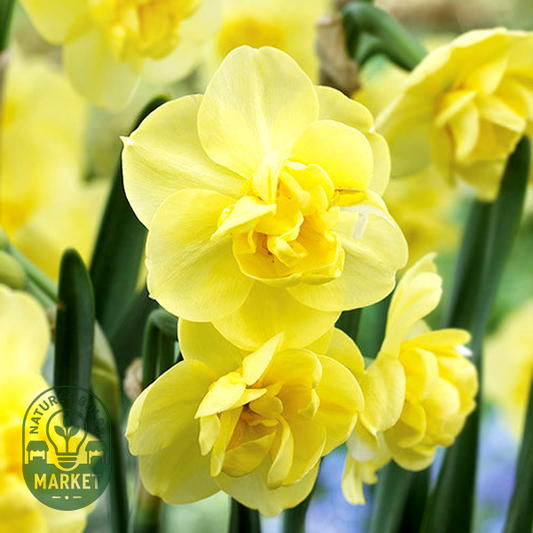 Yellow Cheerfulness