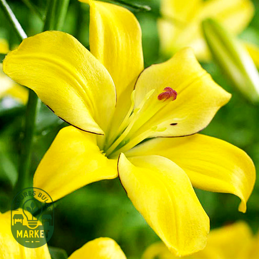 Yellow Cocotte