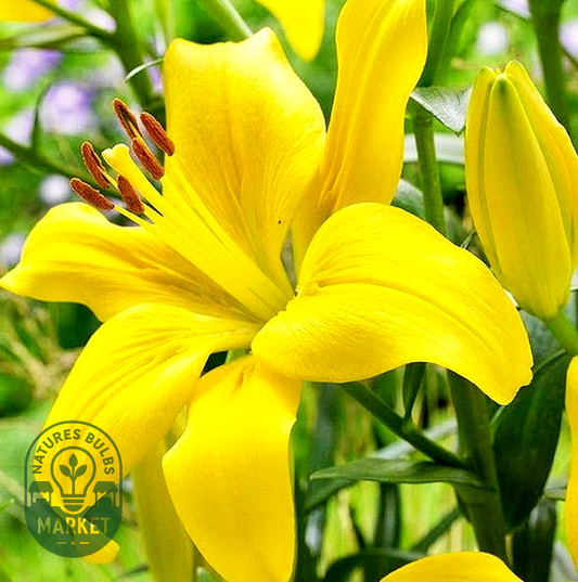Yellow County