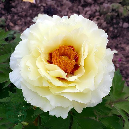Yellow Crown