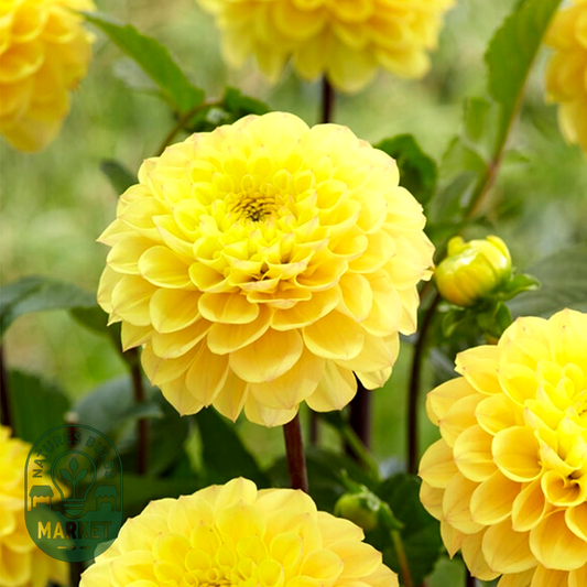 Yellow Don