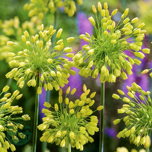 Yellow Fantasy