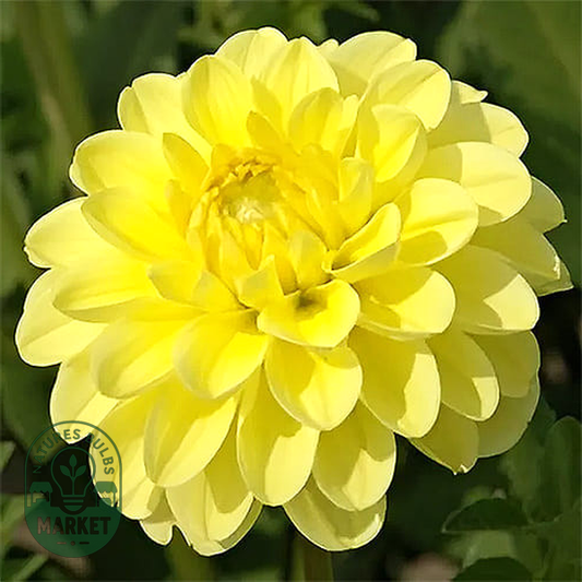 Yellow Heaven