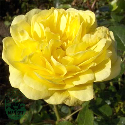 Yellow Meilove