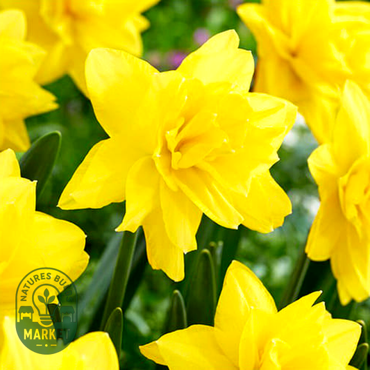 Yellow Paradise