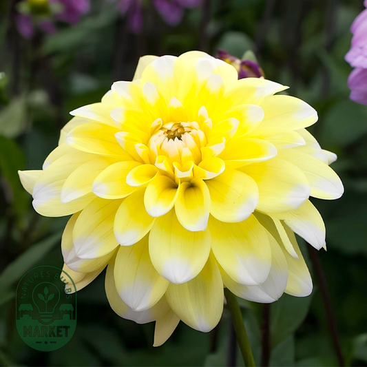 Yellow Perception