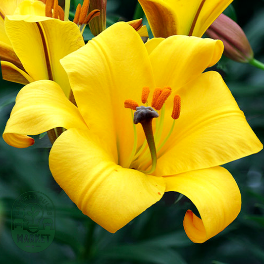 Yellow Planet
