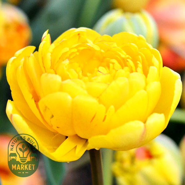 Yellow Pomponnete