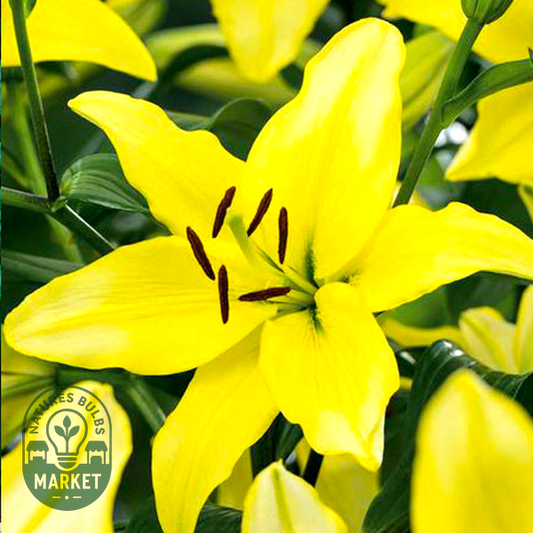 Yellow Power