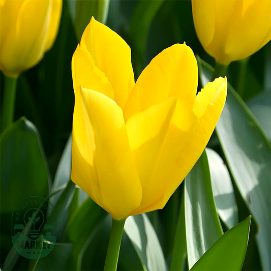 Yellow Purissima