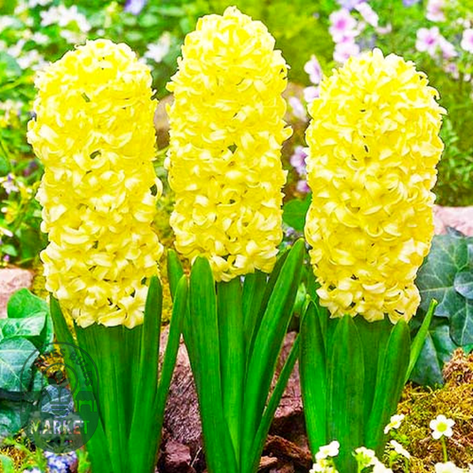 Yellow Queen