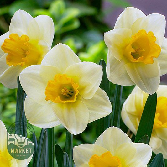 Yellow Salome