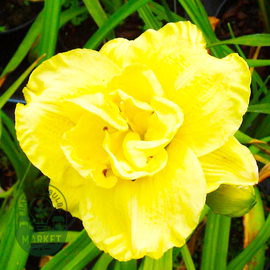 Yellow Submarine