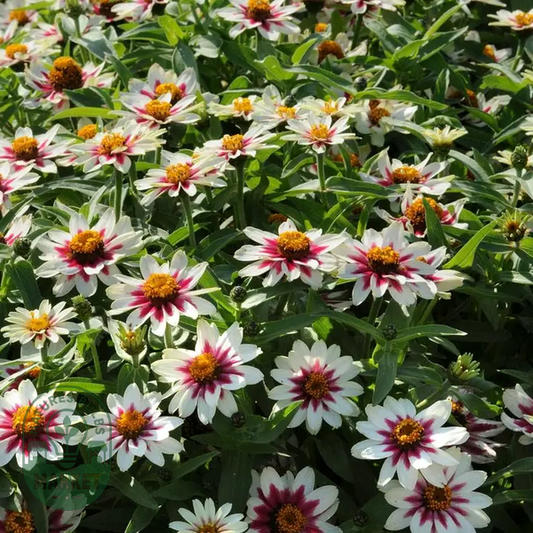 Zahara® Starlight Rose Zinnia Seeds