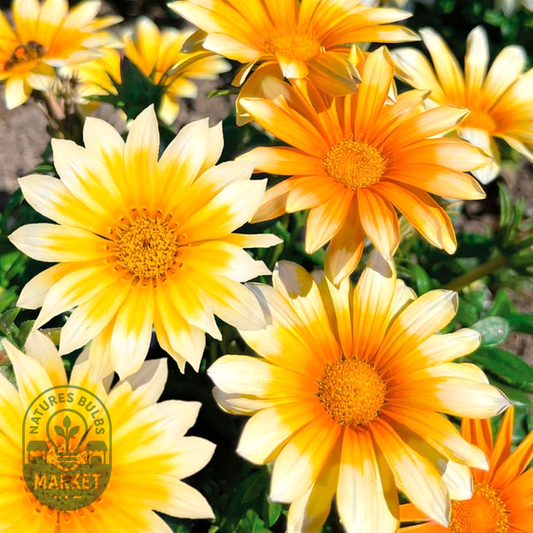 Zany Sunny-Side Up Gazania Seeds