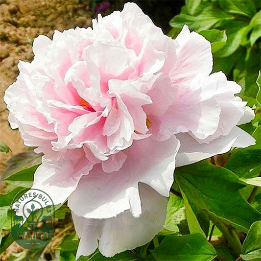 Zhaos Pink Zhao Fen