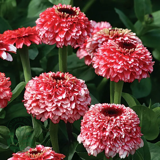 Zinderella Fizz' Zinnia Seeds