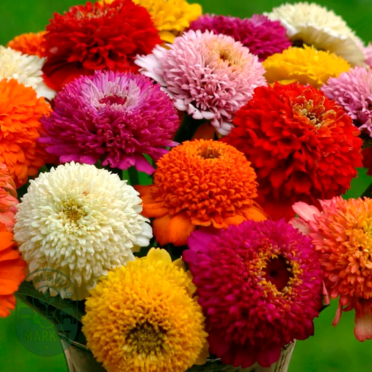 Zinderella Mix' Zinnia Seeds