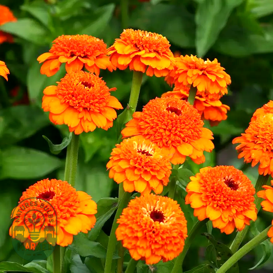 Zinderella Orange' Zinnia Seeds
