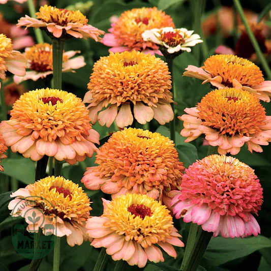 Zinderella Peach' Zinnia Seeds