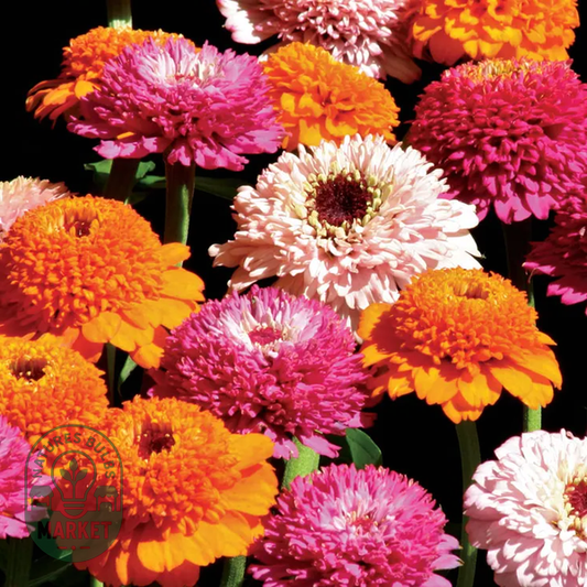 Zinderella Punch Zinnia Seeds