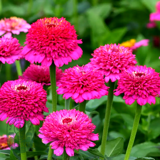 Zinderella Purple' Zinnia Seeds