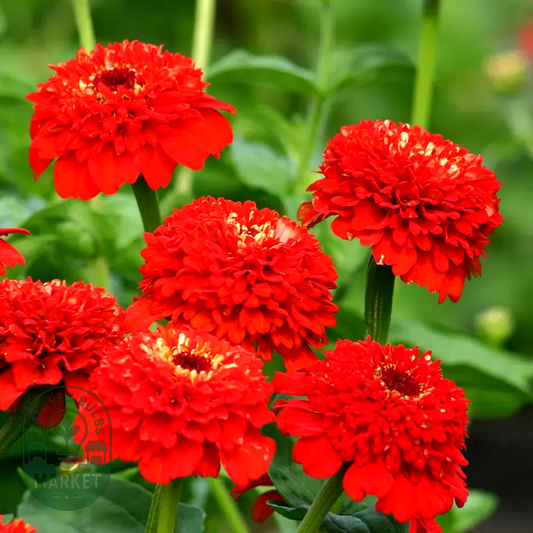 Zinderella Red' Zinnia Seeds