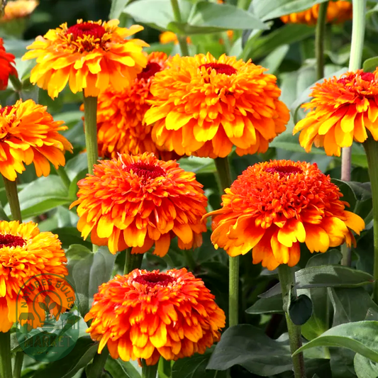 Zinderella Zest Zinnia Seeds