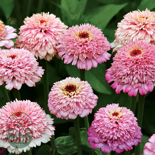 Zinnia 'Zinderella Lilac' Seeds