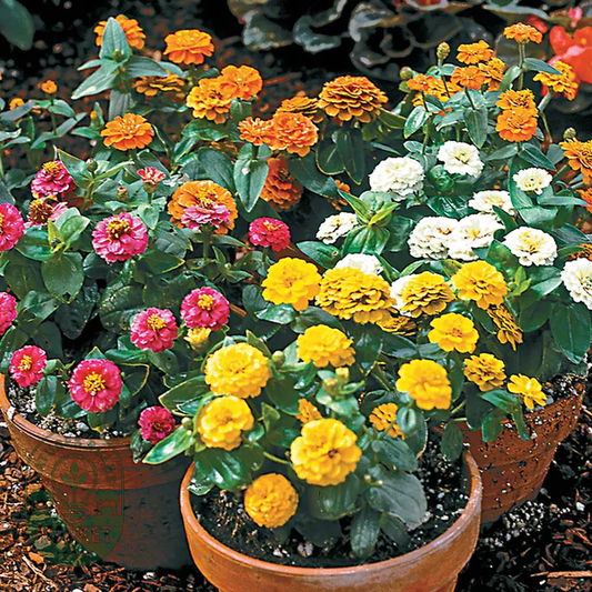 Zinnita Formula Mix Zinnia Seeds