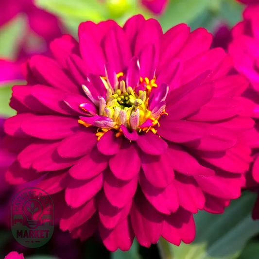 Zydeco™ Cherry Zinnia Seeds