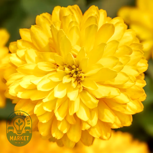 Zydeco™ Deep Yellow Zinnia Seeds