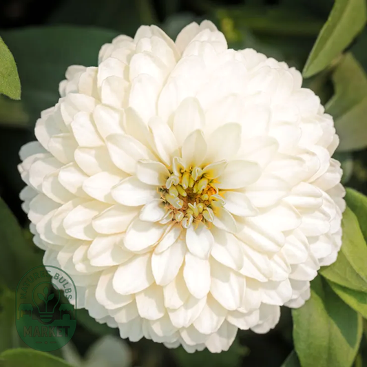 Zydeco™ White Zinnia Seeds