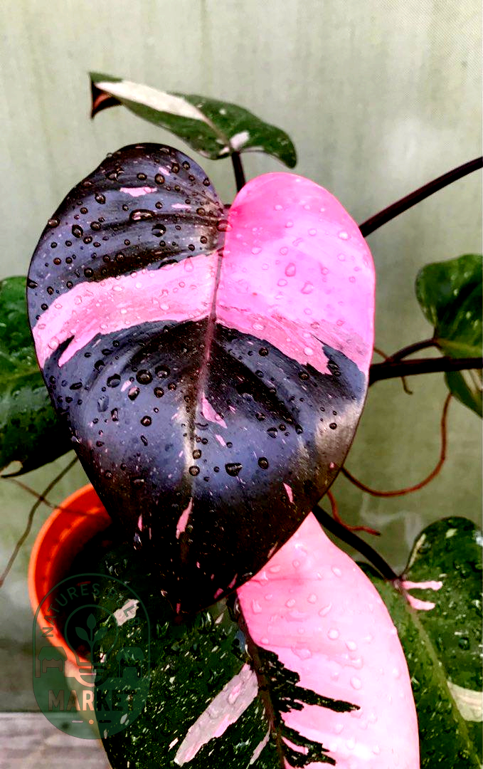 Philodendron Strawberry Shake