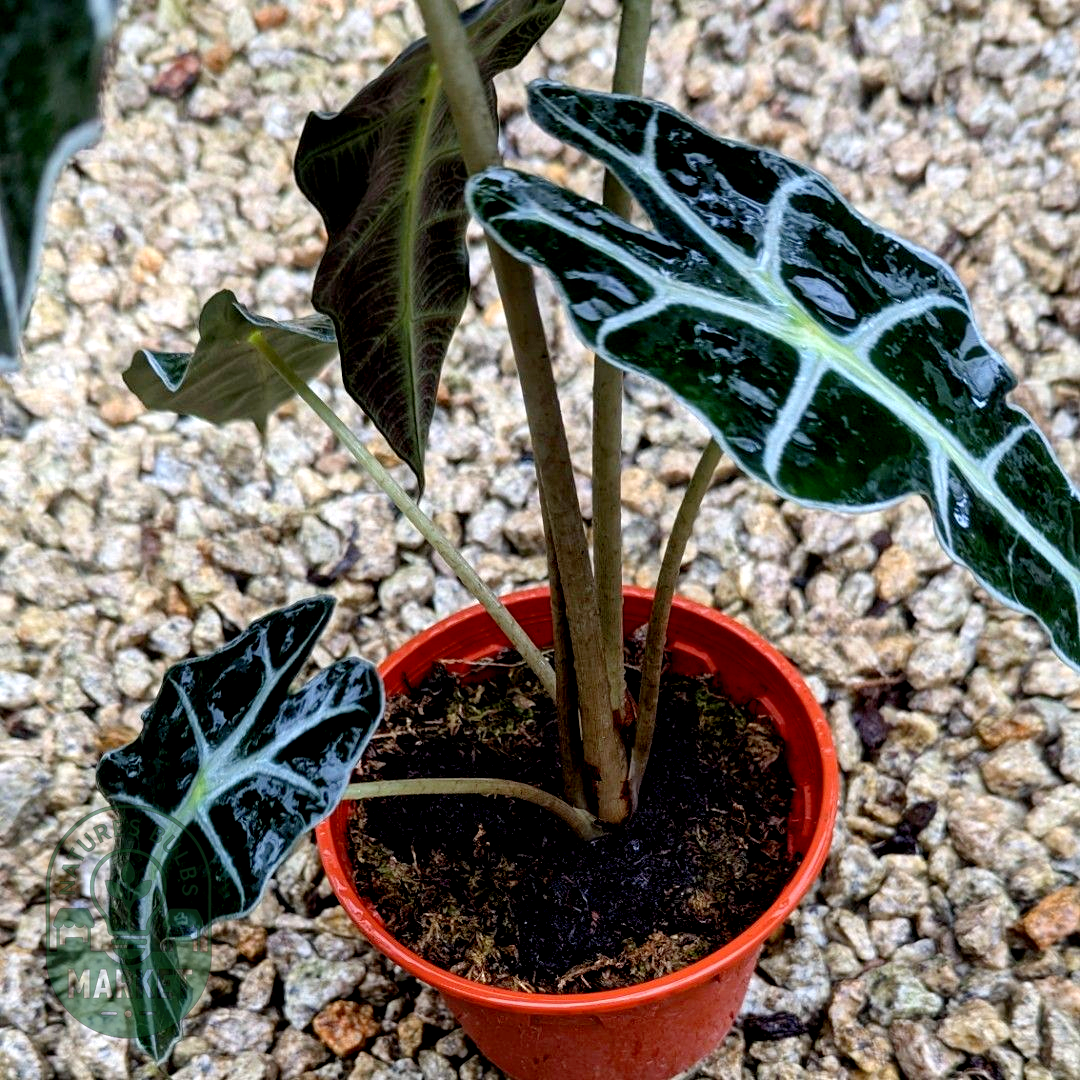 Alocasia Amazonica