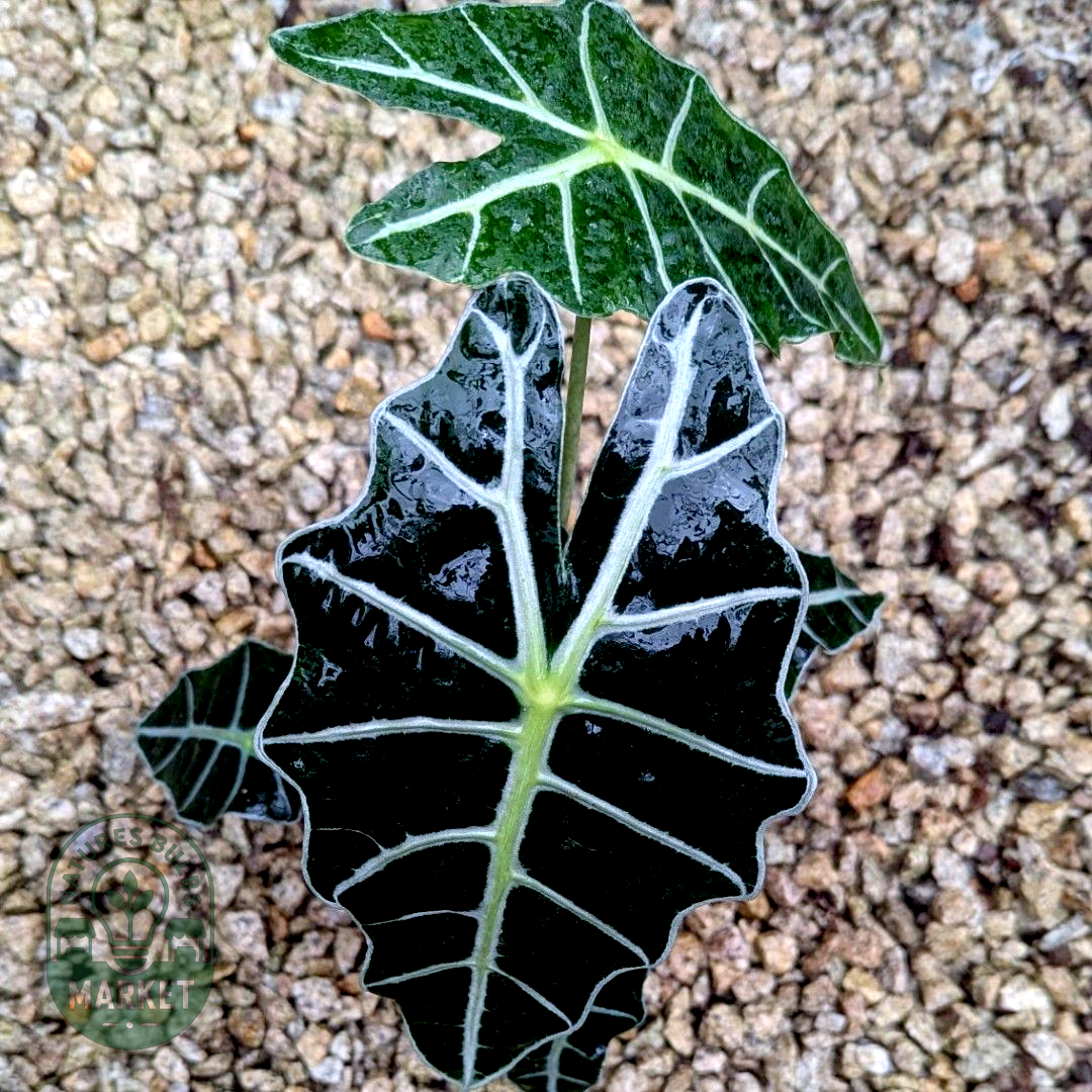 Alocasia Amazonica