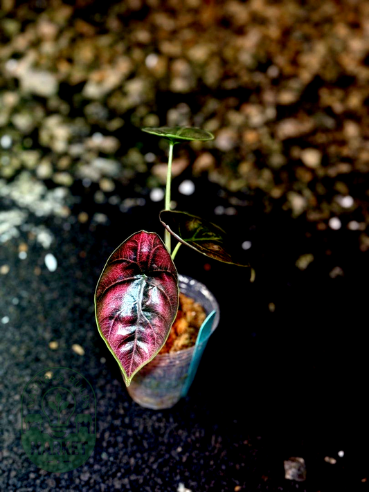 Alocasia Azlanii