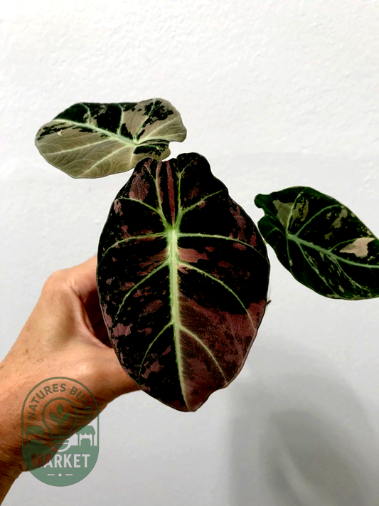 Alocasia Black Velvet Pink