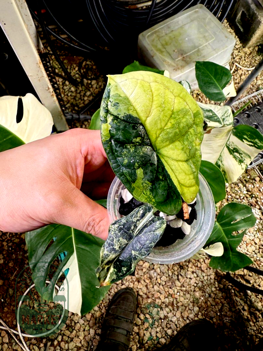 Alocasia Dragon Scale Albo Variegated