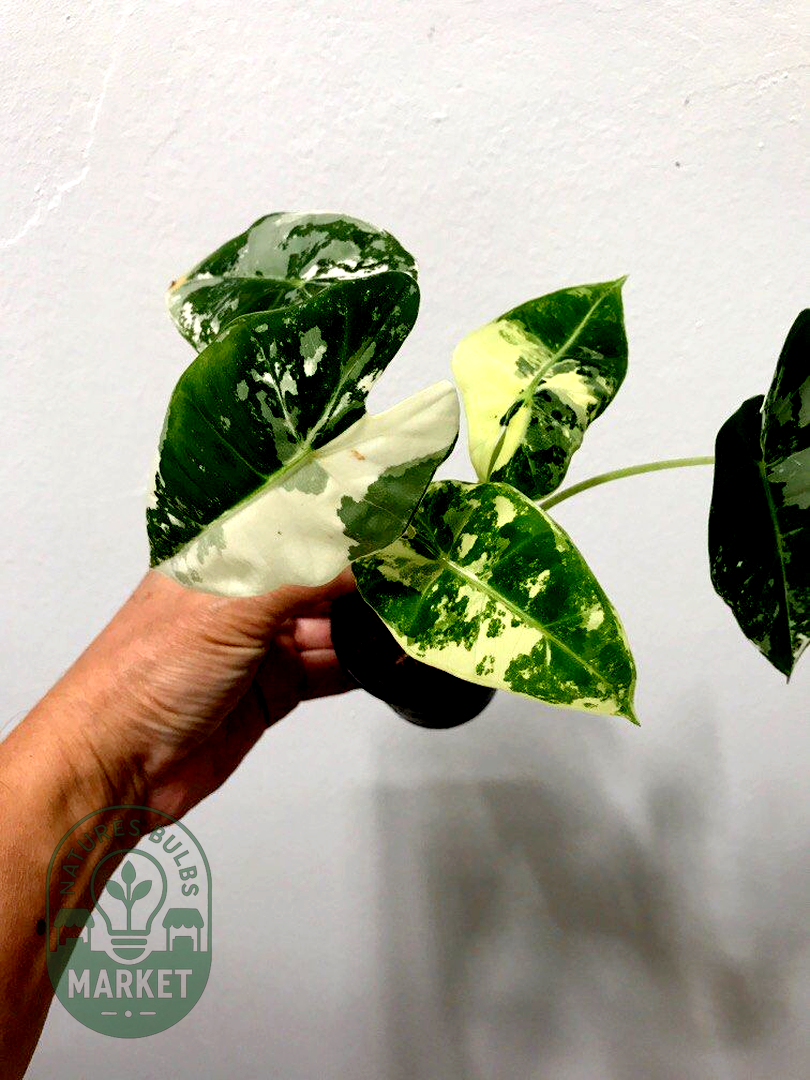 Alocasia frydek variegated