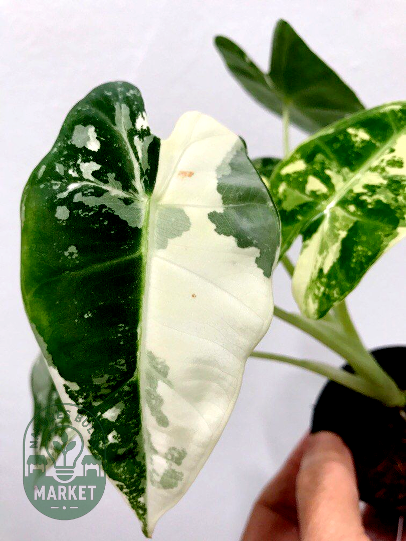 Alocasia frydek variegated