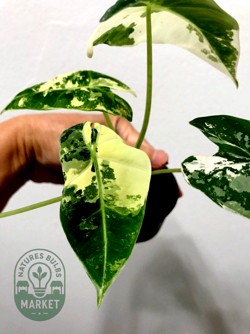 Alocasia frydek variegated