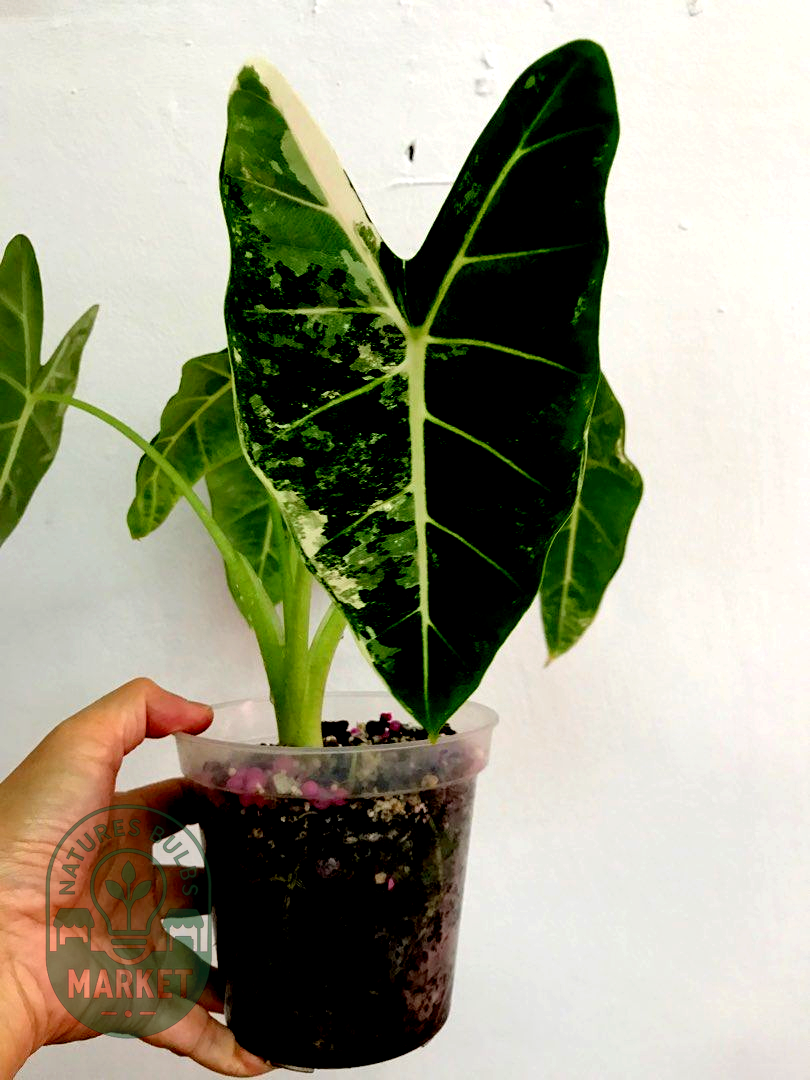 Alocasia frydek variegated