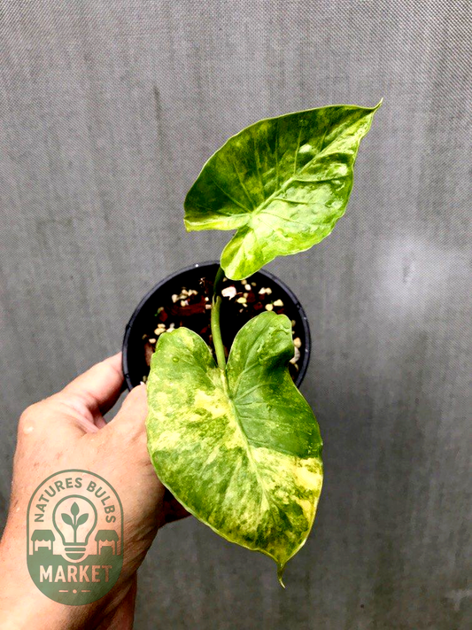 Alocasia gageana aurea