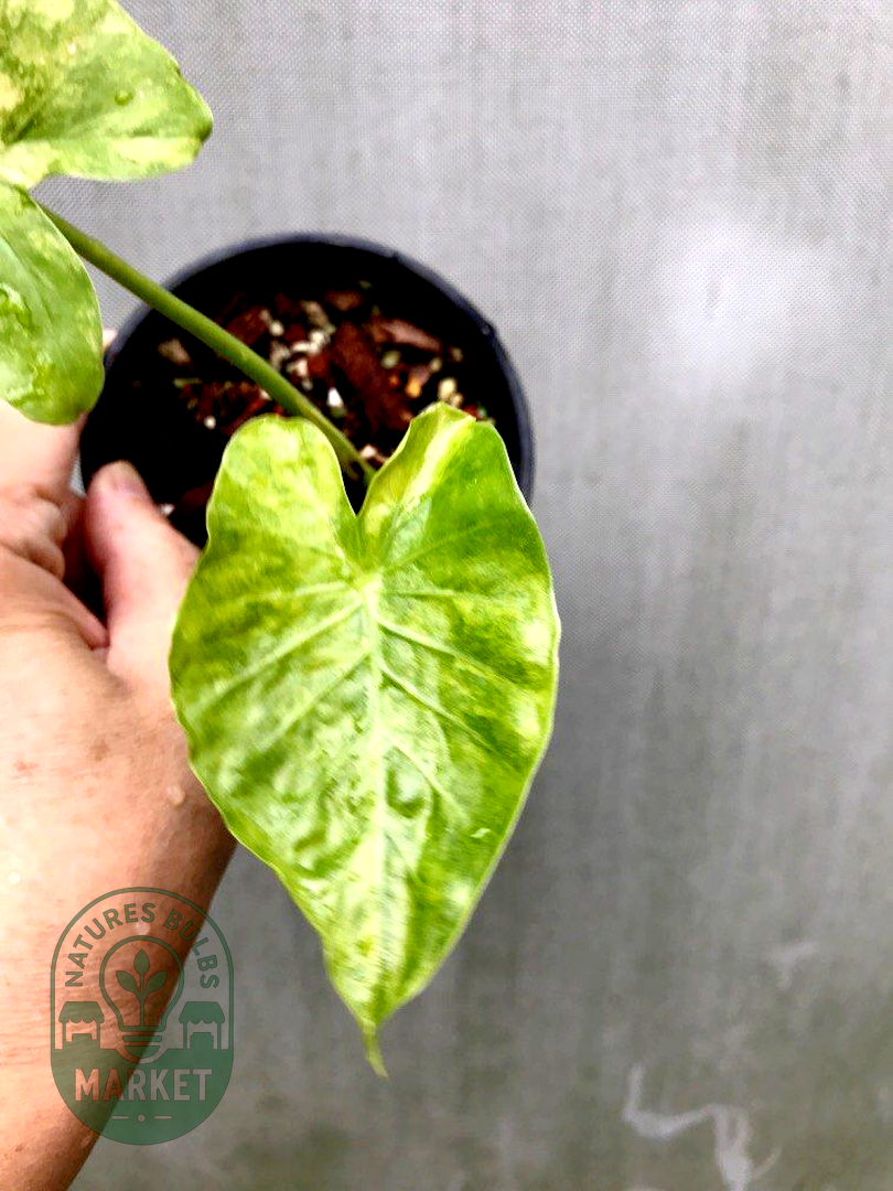 Alocasia gageana aurea