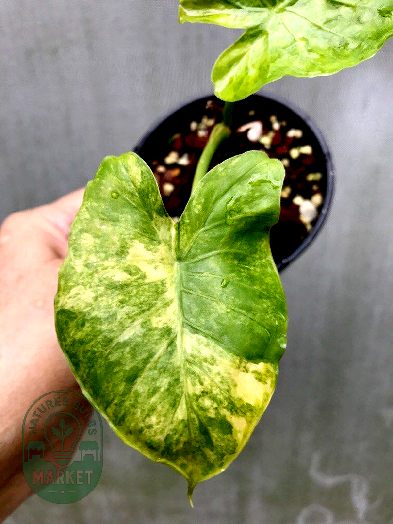 Alocasia gageana aurea