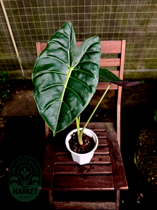 Alocasia Golden Bones